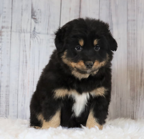Mini Australian Shepherd For Sale Wooster, OH Male- Skip