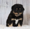 Mini Australian Shepherd For Sale Wooster, OH Male- Skip