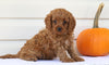 Cavapoo For Sale Holmesville, OH Male- Norton