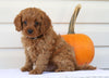 Cavapoo For Sale Holmesville, OH Male- Norton