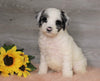AKC Registered (Standard) Poodle For Sale Baltic, OH Female- Chloe