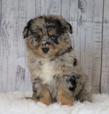 Mini Australian Shepherd For Sale Wooster, OH Female- Patsy