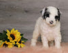 AKC Registered (Standard) Poodle For Sale Baltic, OH Female- Chloe