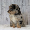 Mini Australian Shepherd For Sale Wooster, OH Female- Patsy