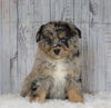 Mini Australian Shepherd For Sale Wooster, OH Female- Patsy