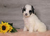 AKC Registered (Standard) Poodle For Sale Baltic, OH Female- Chloe