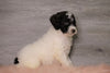 AKC Registered (Standard) Poodle For Sale Baltic, OH Female- Charlene