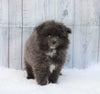 Pomeranian For Sale Fredericksburg, OH Male- Gizmo