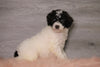 AKC Registered (Standard) Poodle For Sale Baltic, OH Female- Charlene
