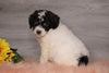 AKC Registered (Standard) Poodle For Sale Baltic, OH Female- Charlene