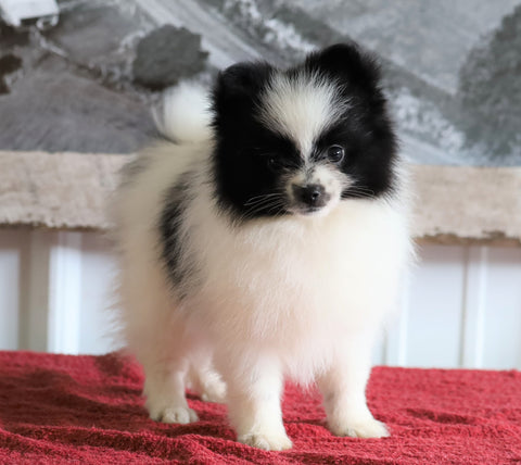 ACA Registered Pomeranian For Sale Millersburg, OH Female- Sally