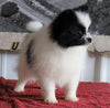 ACA Registered Pomeranian For Sale Millersburg, OH Female- Sally