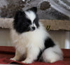 ACA Registered Pomeranian For Sale Millersburg, OH Female- Sally