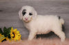 AKC Registered (Standard) Poodle For Sale Baltic, OH Female- Snowy
