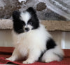 ACA Registered Pomeranian For Sale Millersburg, OH Female- Sally