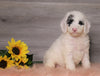 AKC Registered (Standard) Poodle For Sale Baltic, OH Female- Snowy