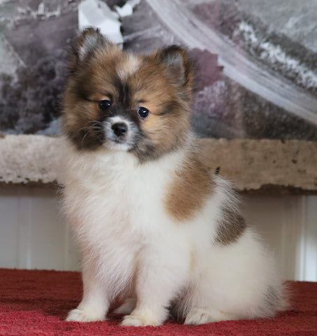 ACA Registered Pomeranian For Sale Millersburg, OH Female- Lorene
