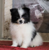 ACA Registered Pomeranian For Sale Millersburg, OH Female- Christena
