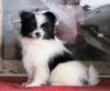 ACA Registered Pomeranian For Sale Millersburg, OH Female- Christena