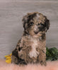 AKC Registered (Standard) Poodle For Sale Baltic, OH Male- Marlo
