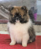 ACA Registered Pomeranian For Sale Millersburg, OH Male- Joel