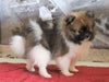 ACA Registered Pomeranian For Sale Millersburg, OH Male- Joel
