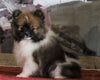 ACA Registered Pomeranian For Sale Millersburg, OH Male- Joel