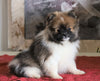 ACA Registered Pomeranian For Sale Millersburg, OH Male- Joel