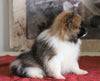 ACA Registered Pomeranian For Sale Millersburg, OH Male- Joel