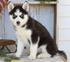 AKC Registered Siberian Husky For Sale Millersburg, OH Female- Nelly