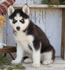 AKC Registered Siberian Husky For Sale Millersburg, OH Female- Nelly