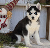 AKC Registered Siberian Husky For Sale Millersburg, OH Female- Nelly