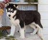 AKC Registered Siberian Husky For Sale Millersburg, OH Male- Joel