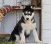 AKC Registered Siberian Husky For Sale Millersburg, OH Male- Joel
