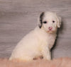 AKC Registered (Standard) Poodle For Sale Baltic, OH Female- Misty