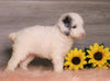 AKC Registered (Standard) Poodle For Sale Baltic, OH Female- Misty