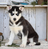 AKC Registered Siberian Husky For Sale Millersburg, OH Male- Jammer