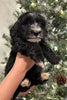 Sheepadoodle For Sale Louisville OH Male-Romeo