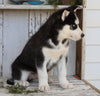 AKC Registered Siberian Husky For Sale Millersburg, OH Male- Jammer