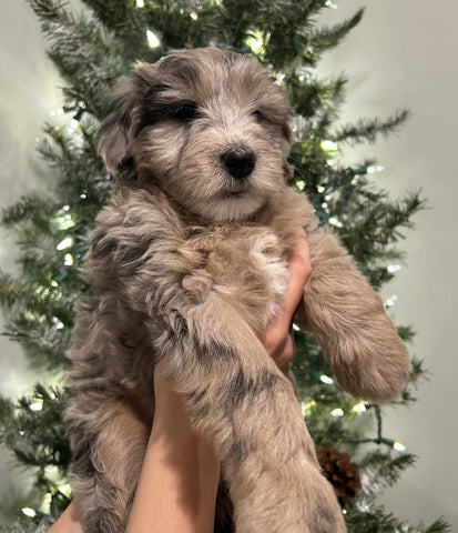 Mini Sheepadoodle For Sale Louisville OH Female-Noel
