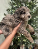Mini Sheepadoodle For Sale Louisville OH Female-Noel