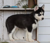AKC Registered Siberian Husky For Sale Millersburg, OH Male- Master