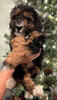 Mini Sheepadoodle For Sale Louisville OH Female-Jade