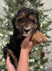 Mini Sheepadoodle For Sale Louisville OH Female-Jade