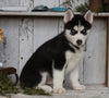 AKC Registered Siberian Husky For Sale Millersburg, OH Male- Master