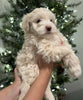 Mini Sheepadoodle For Sale Louisville OH Male-Rudolph