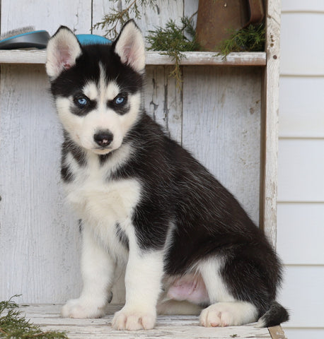 AKC Registered Siberian Husky For Sale Millersburg, OH Male- Master