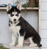 AKC Registered Siberian Husky For Sale Millersburg, OH Male- Master