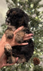 Mini Sheepadoodle For Sale Louisville OH Male-Petey