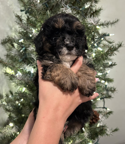 Mini Sheepadoodle For Sale Louisville OH Male-Petey